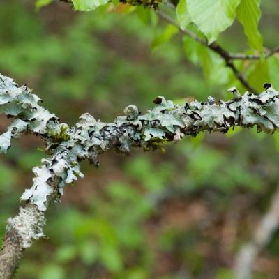 Gg lichens 0197 