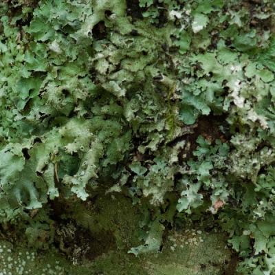 Gg lichens 0217 