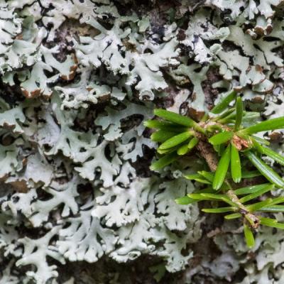 Gg lichens 0218 