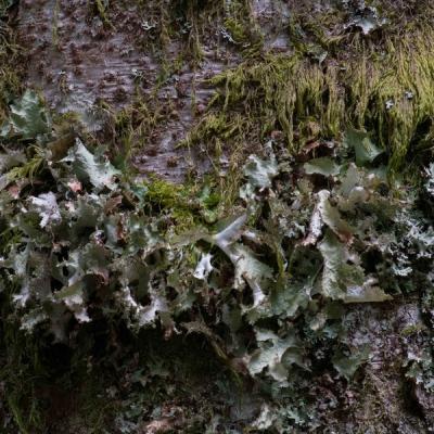 Gg lichens 0220 