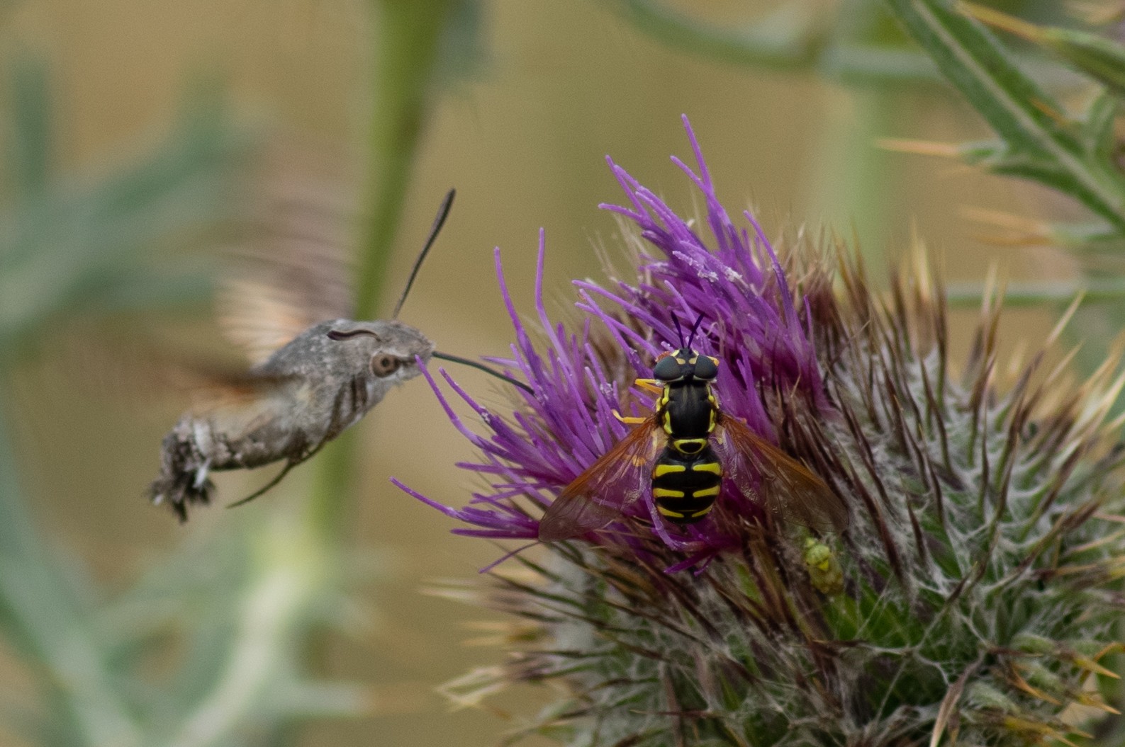 Gg macroglossum stellatarum 8631