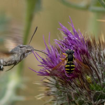 Gg macroglossum stellatarum 8631