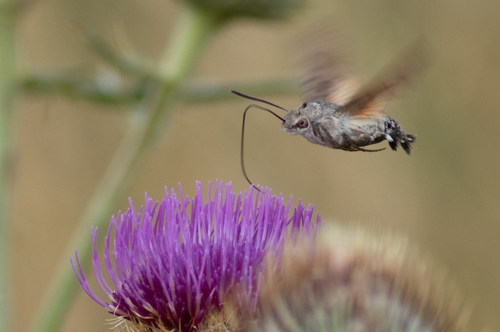 Gg macroglossum stellatarum 8654