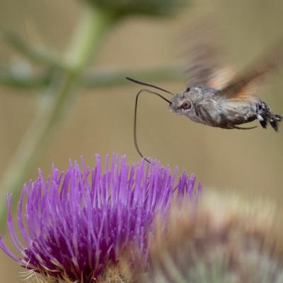 Gg macroglossum stellatarum 8654