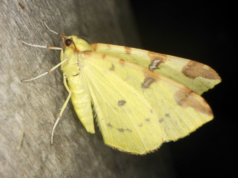 Gg opistograptis luteolata 0675 