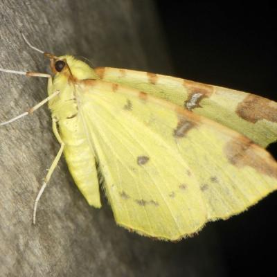 Gg opistograptis luteolata 0675 