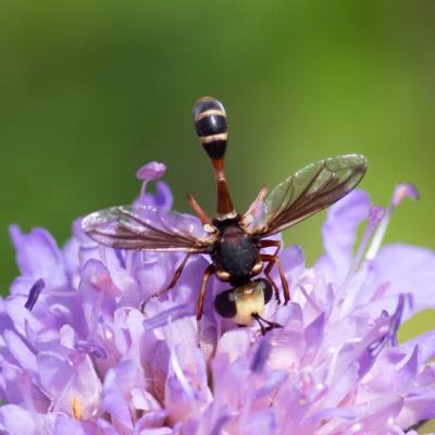 physocephala vittata