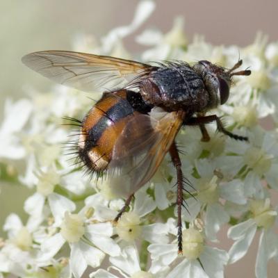 tachina fera