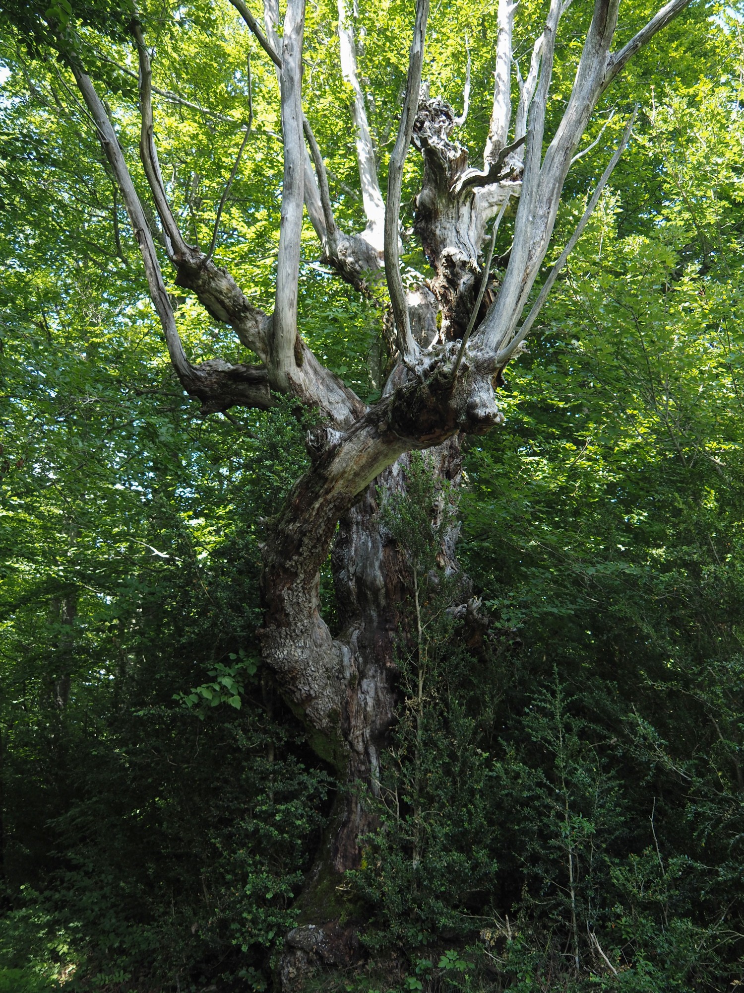 Gh arbre licorne st julien en vercors