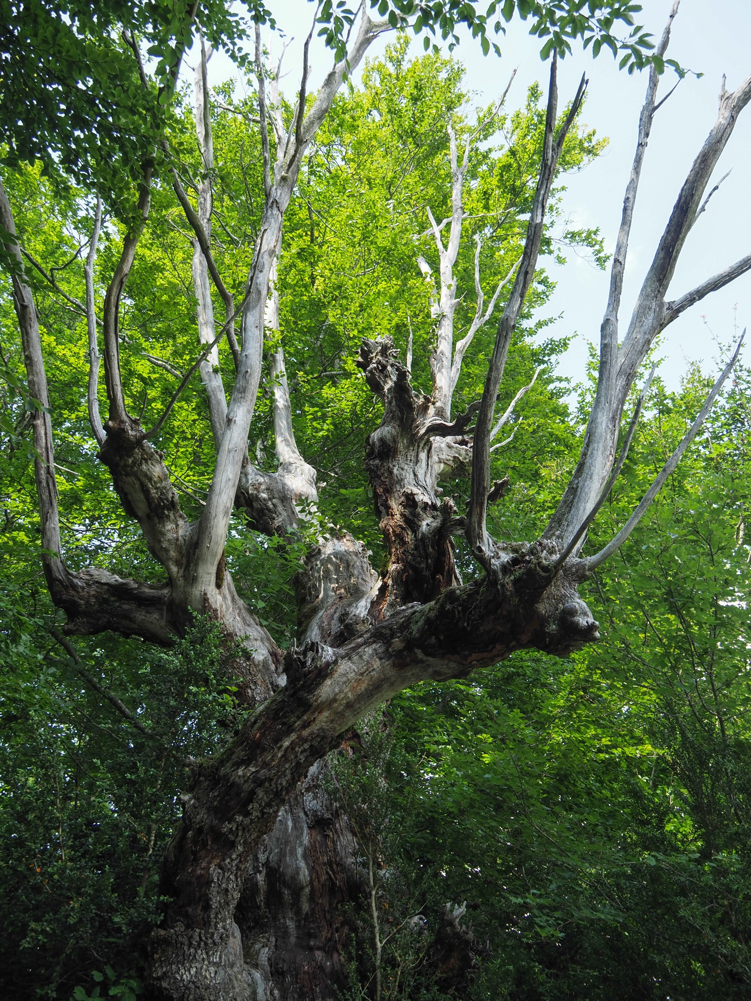 arbre licorne2 st julien en vercors 1