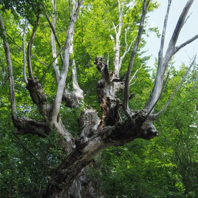 Gh arbre licorne2 st julien en vercors