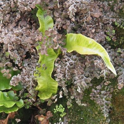 Gh capillaire scolopendre redimensionner