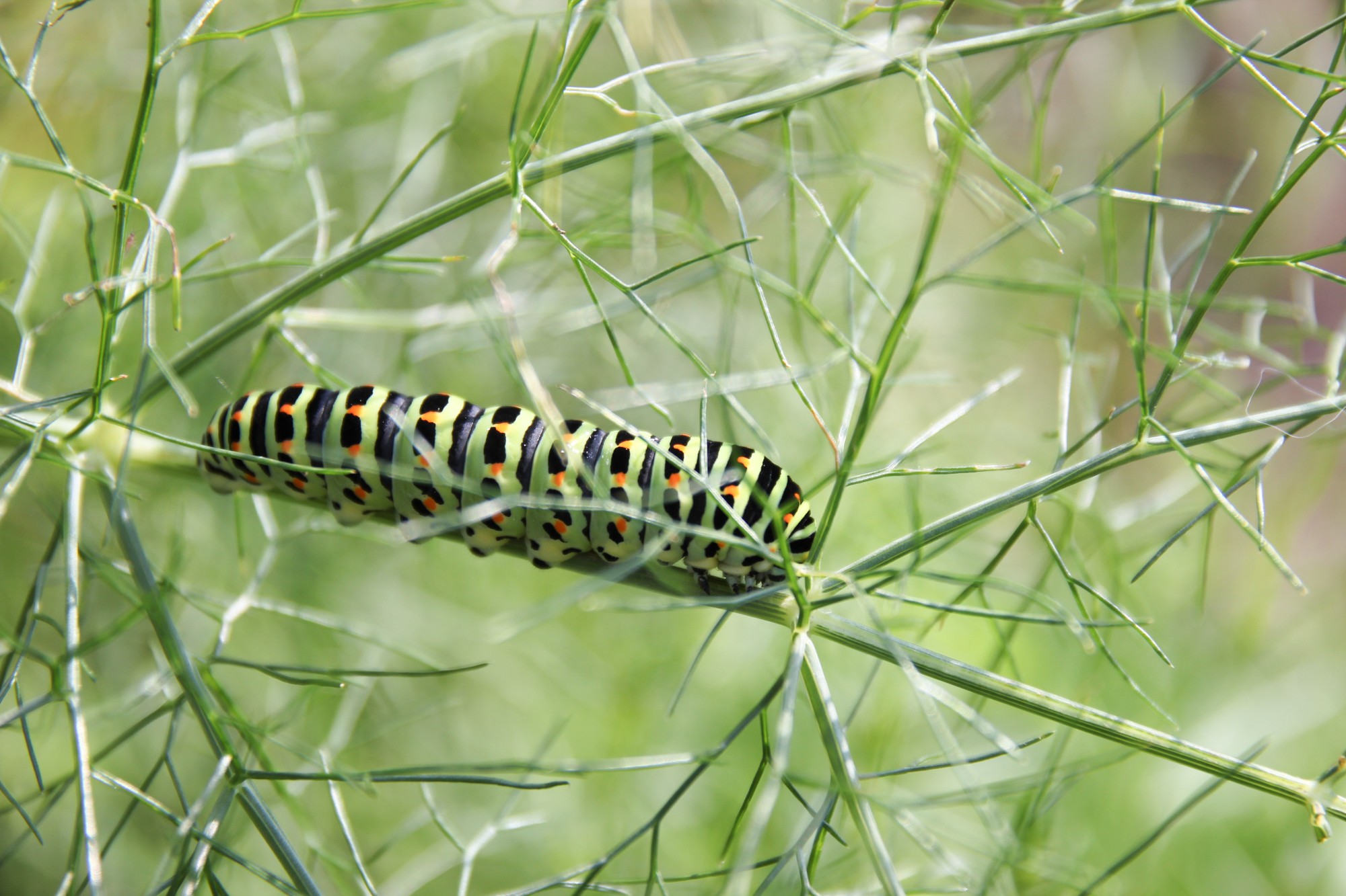 chenille de macaon