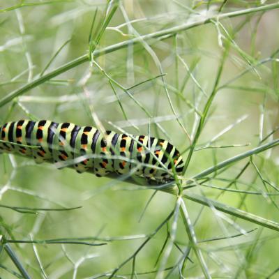 chenille de macaon