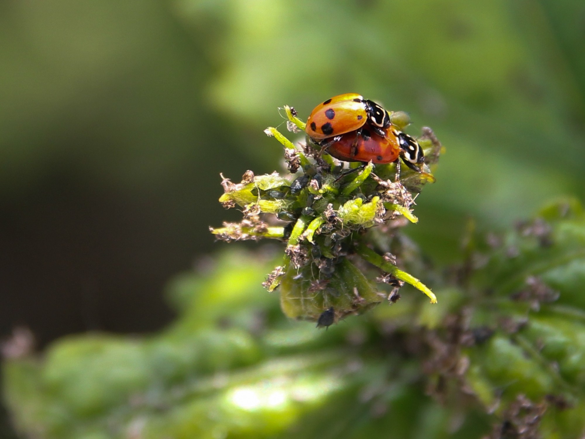  coccinelles