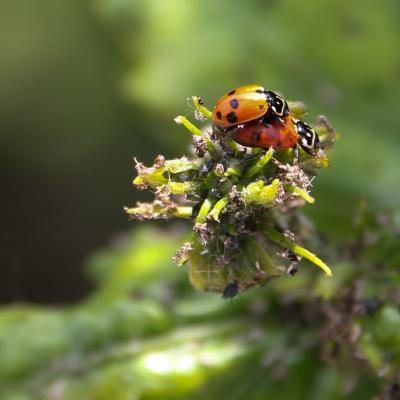  coccinelles