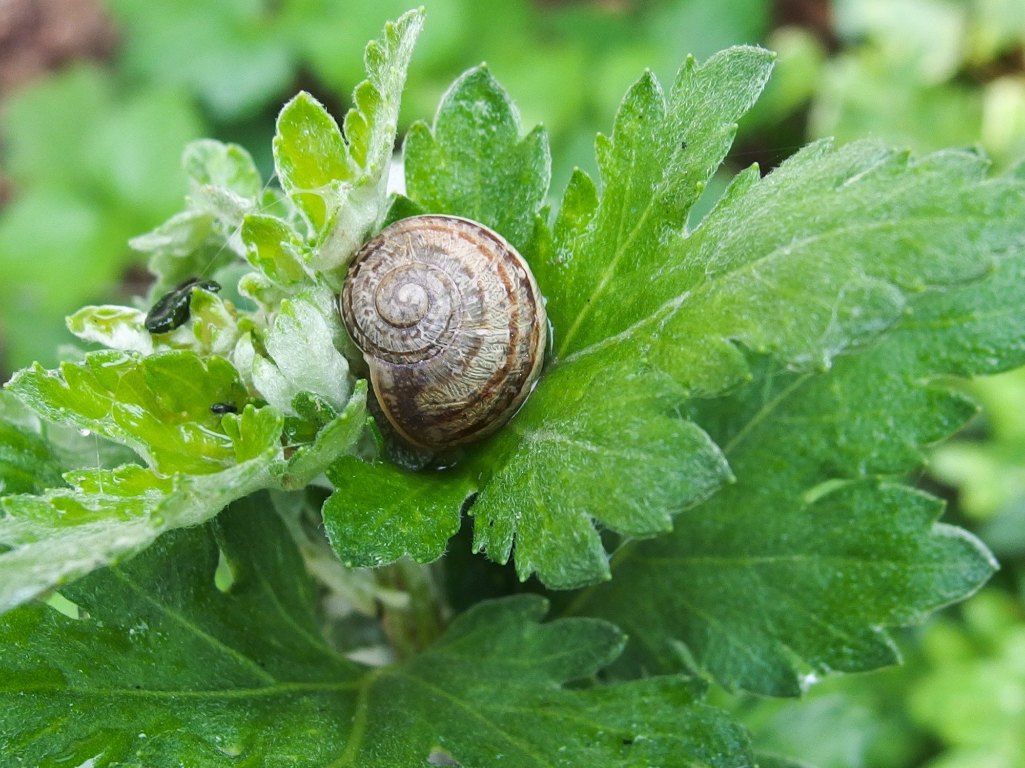 escargot confiné