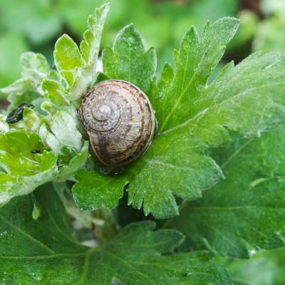 escargot confiné