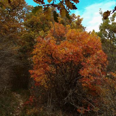 cotinus