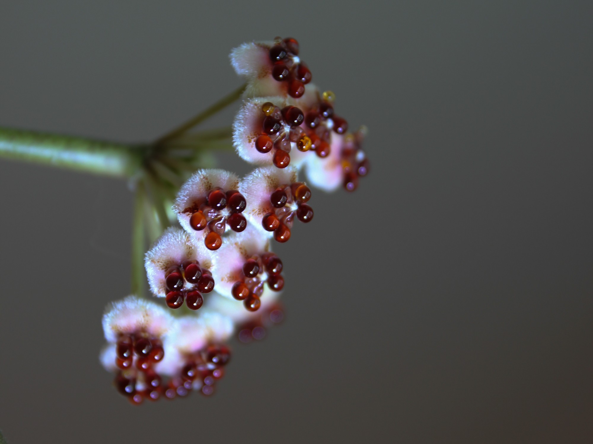 fleur de céropégia