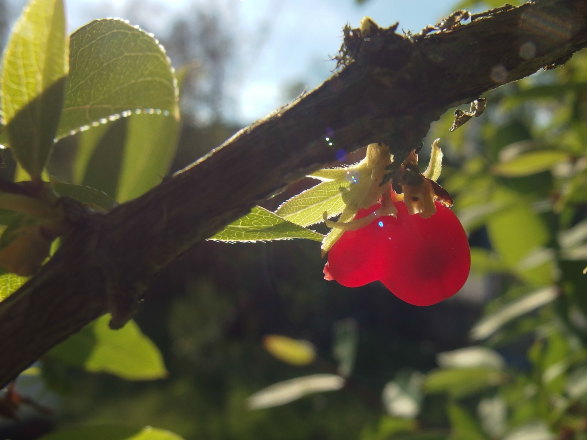 déconfinement : fruit de che vredeuille odorant