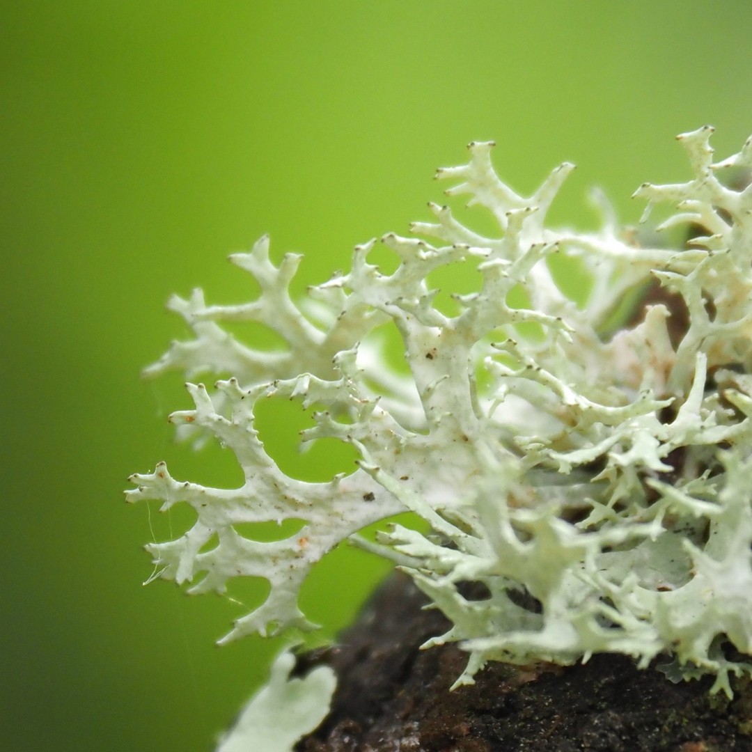 Gh lichen 1
