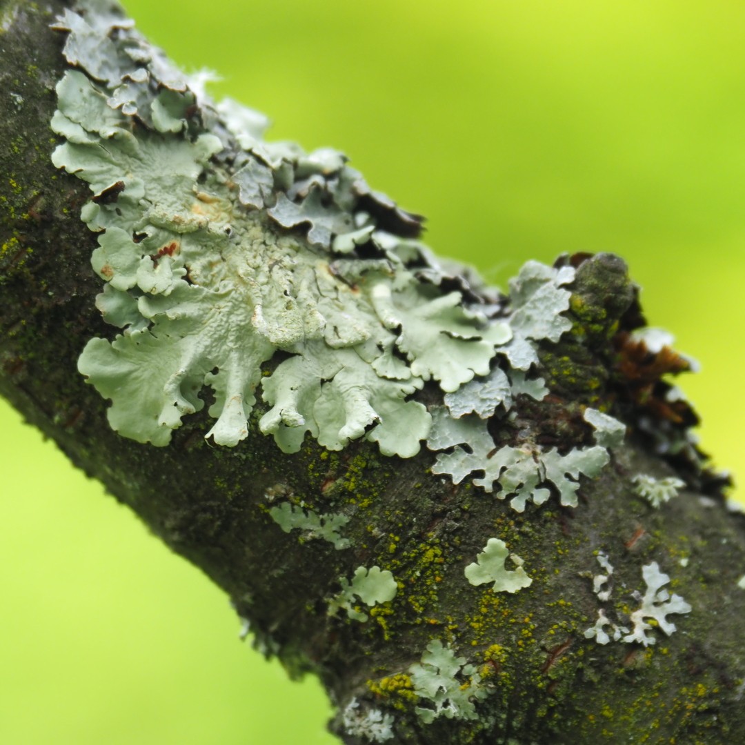 Gh lichen 2