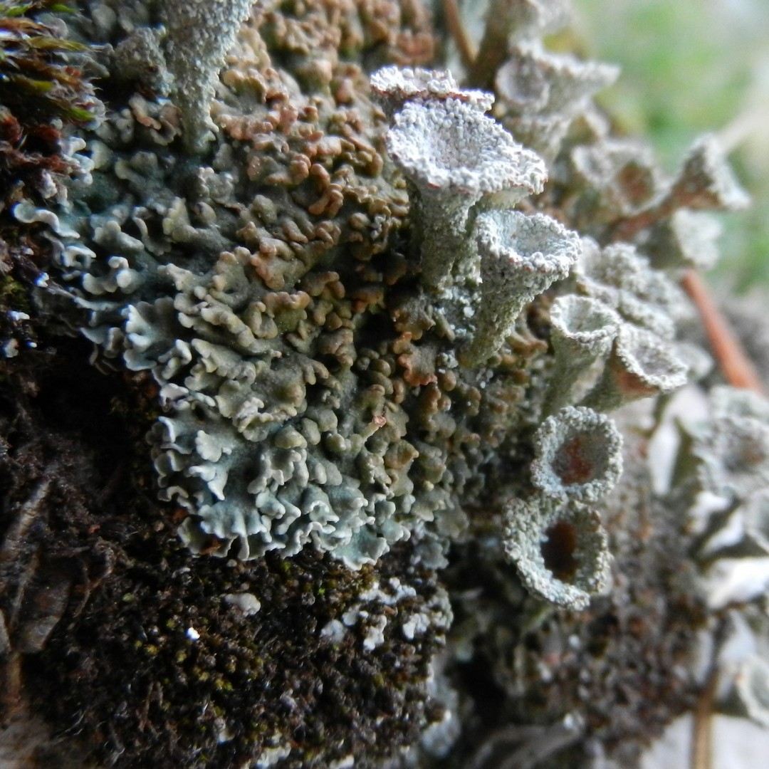Gh lichen 3