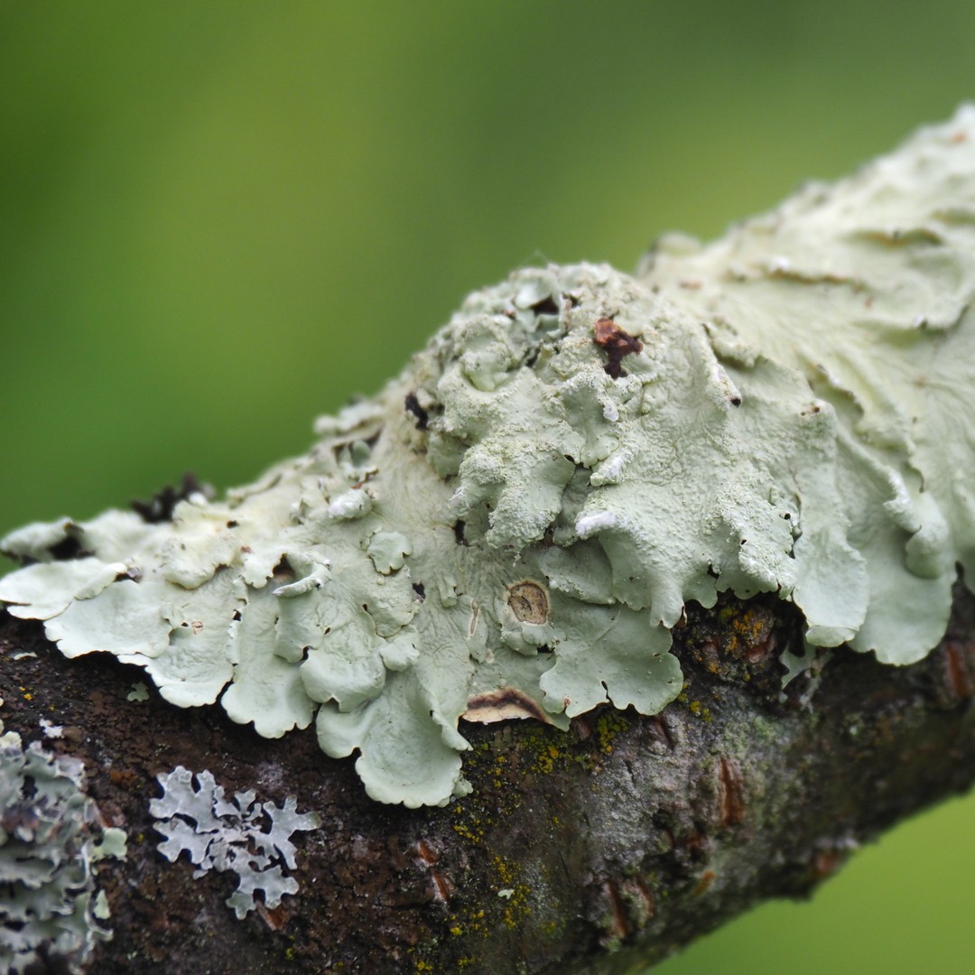 Gh lichen 4
