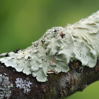 Gh lichen 4
