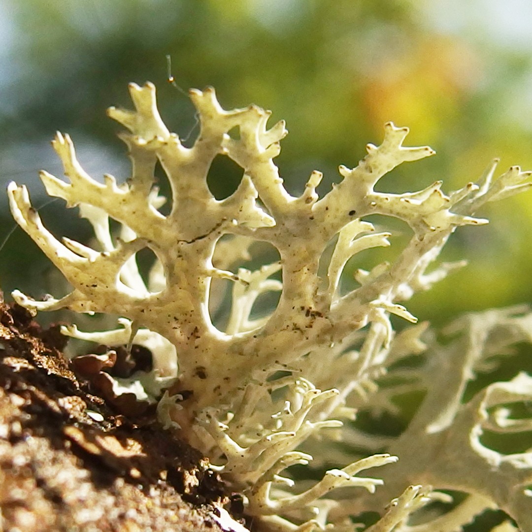 Gh lichen 5