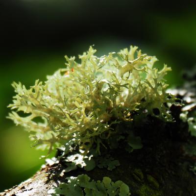 Gh lichen 6