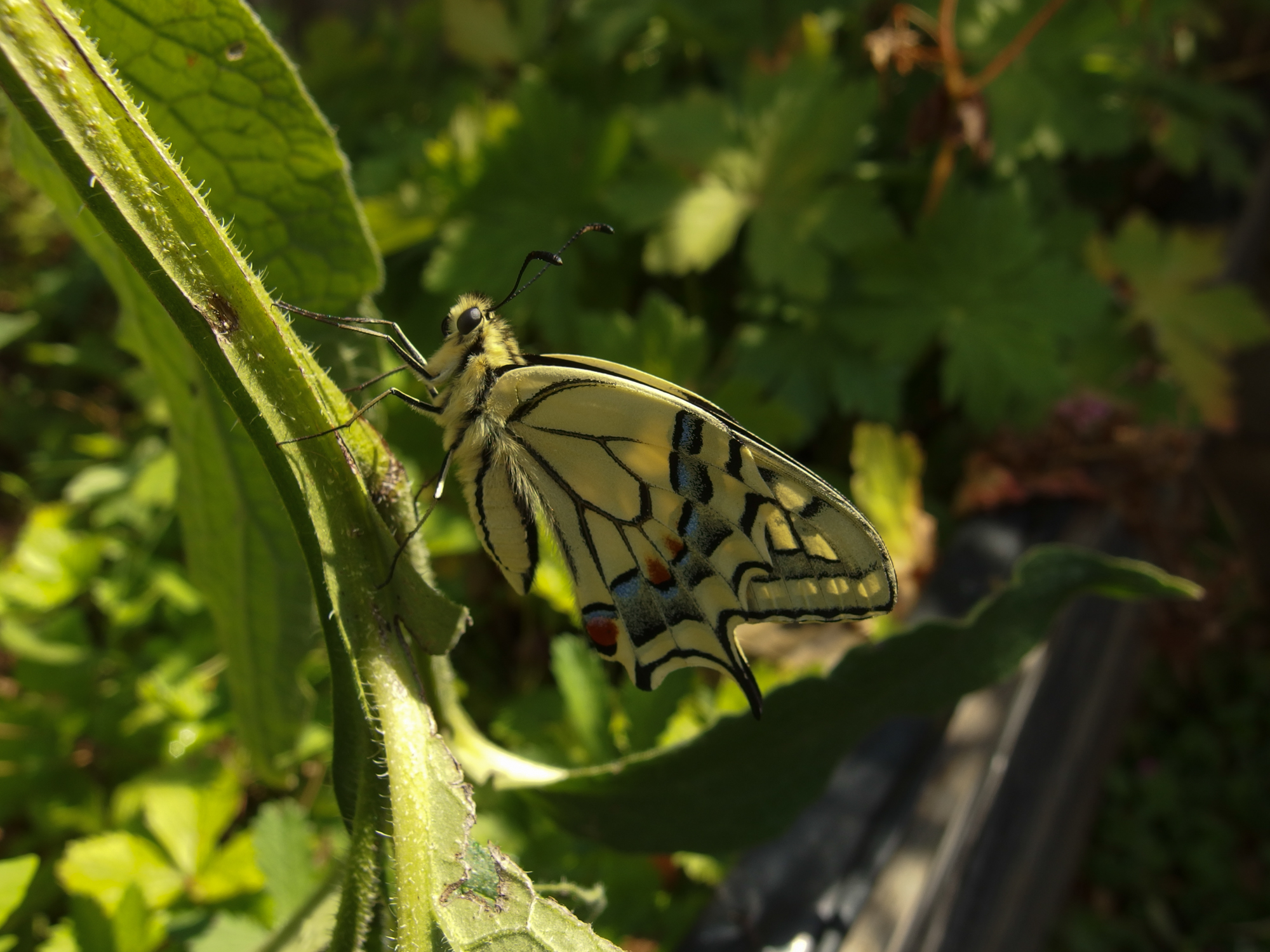 Machaon