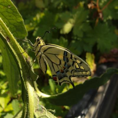 Machaon