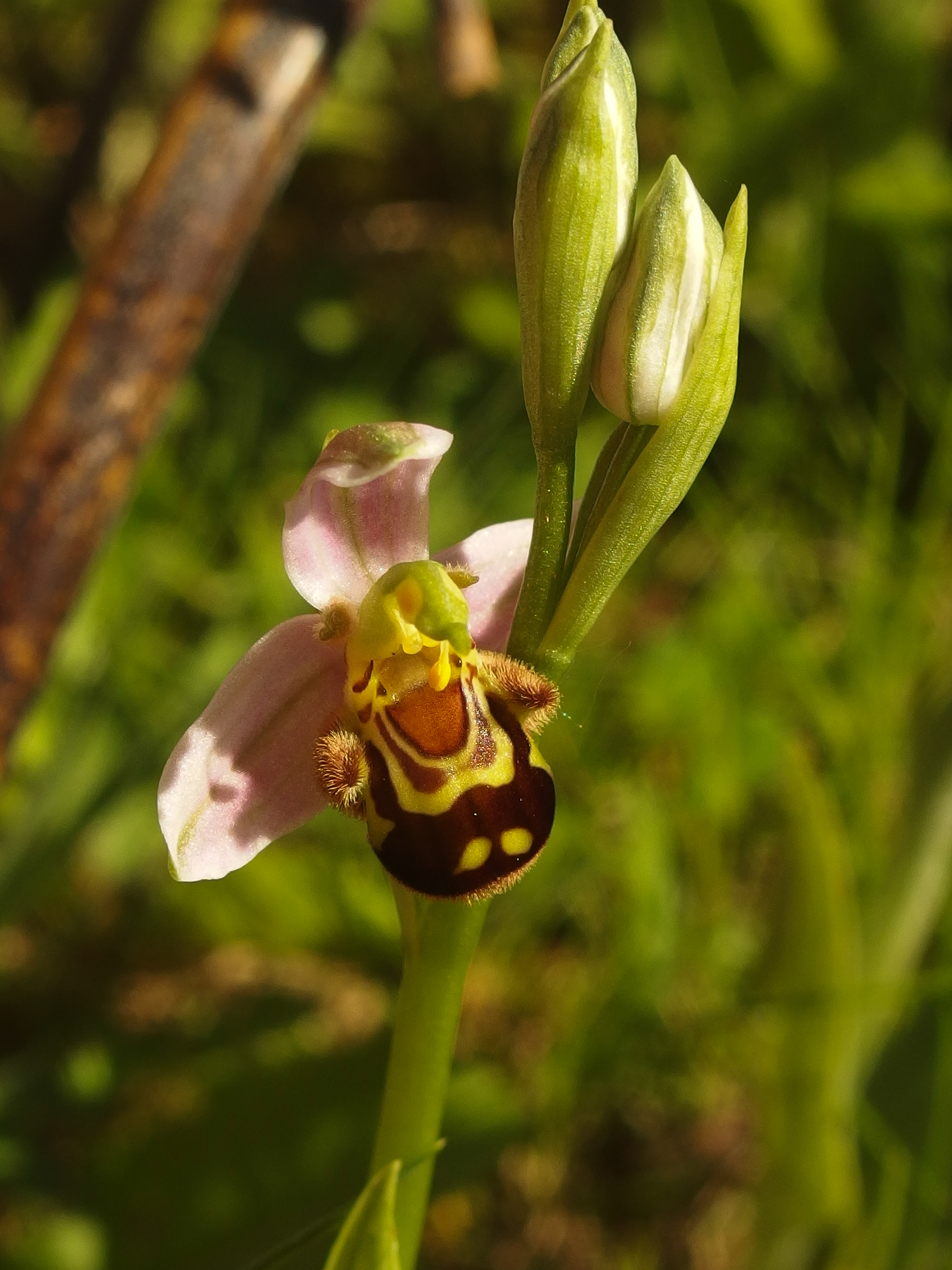 Orchis abeille