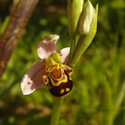 Orchis abeille