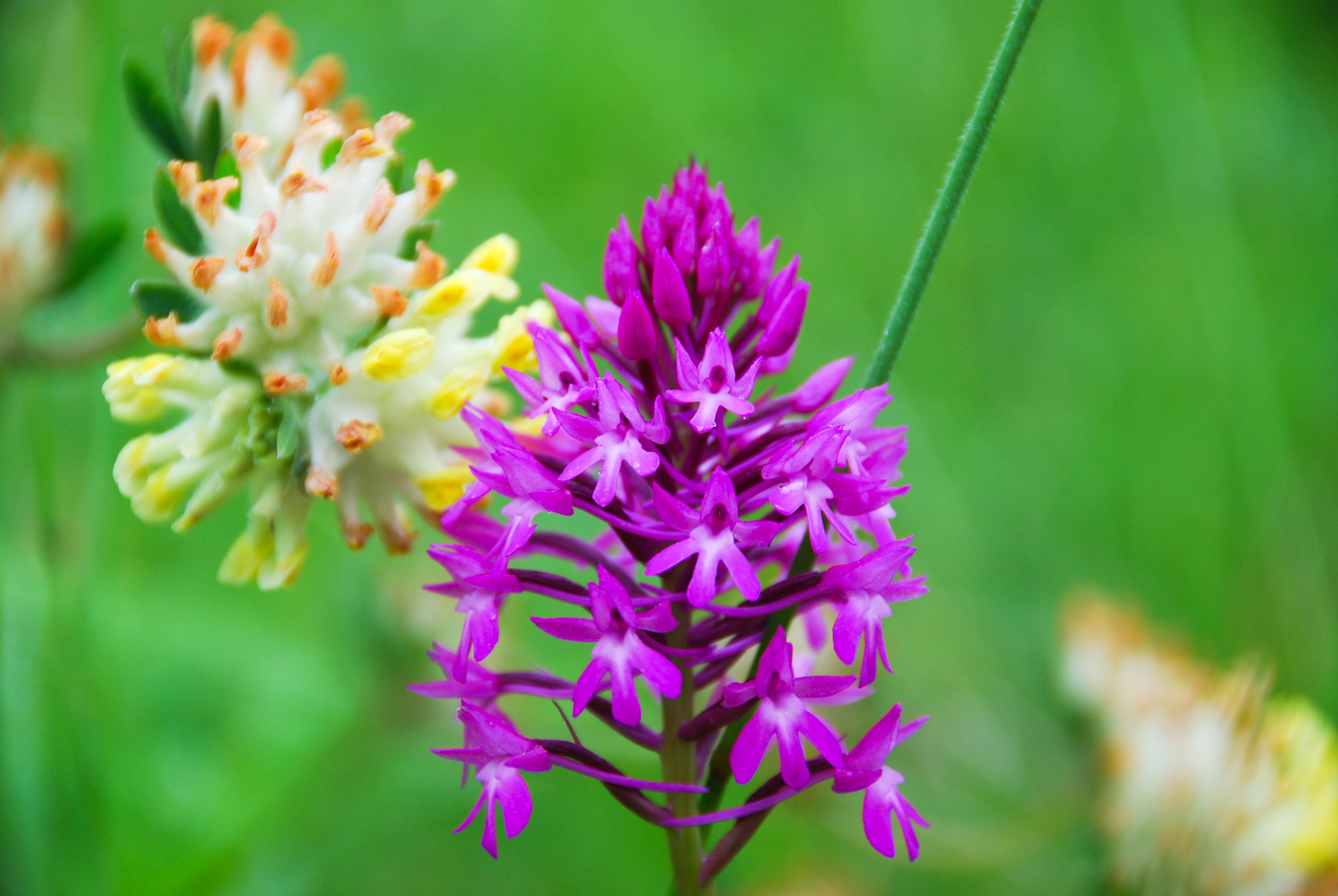 orchis pyramidal