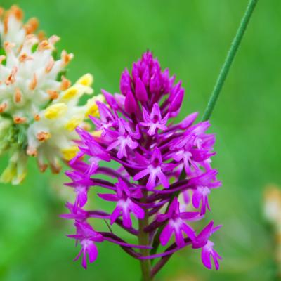 orchis pyramidal