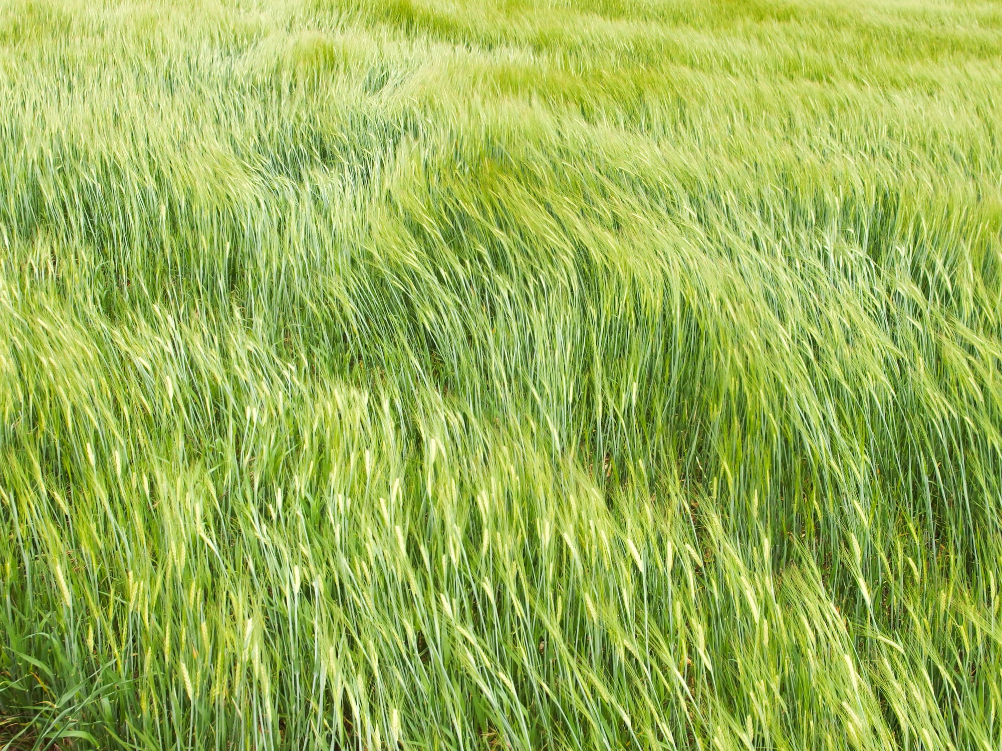 champ de blé sous le vent