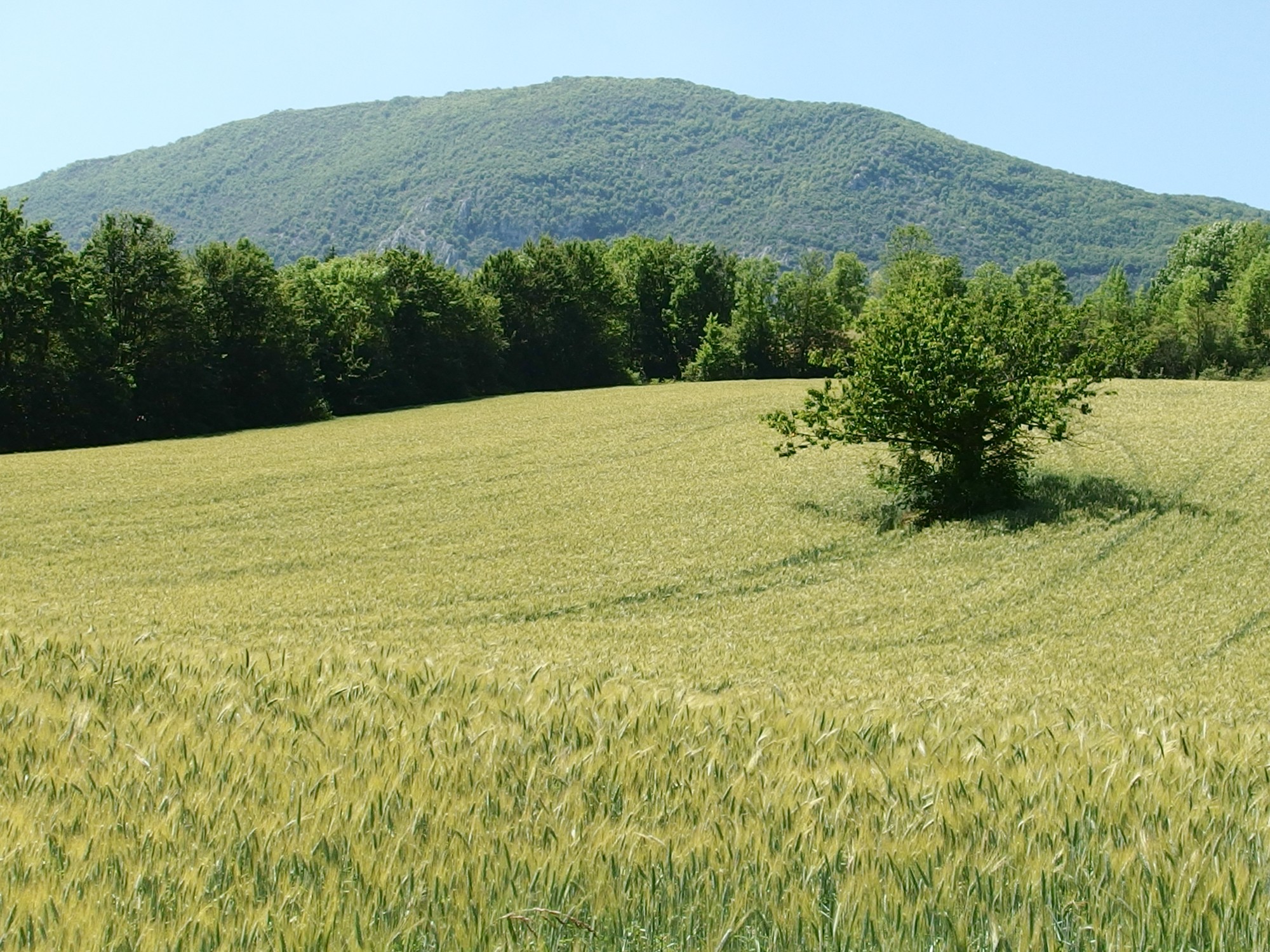 champ de céréales