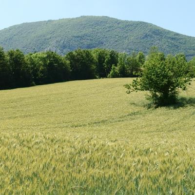 champ de céréales