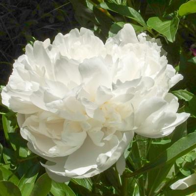 pivoine du jadin