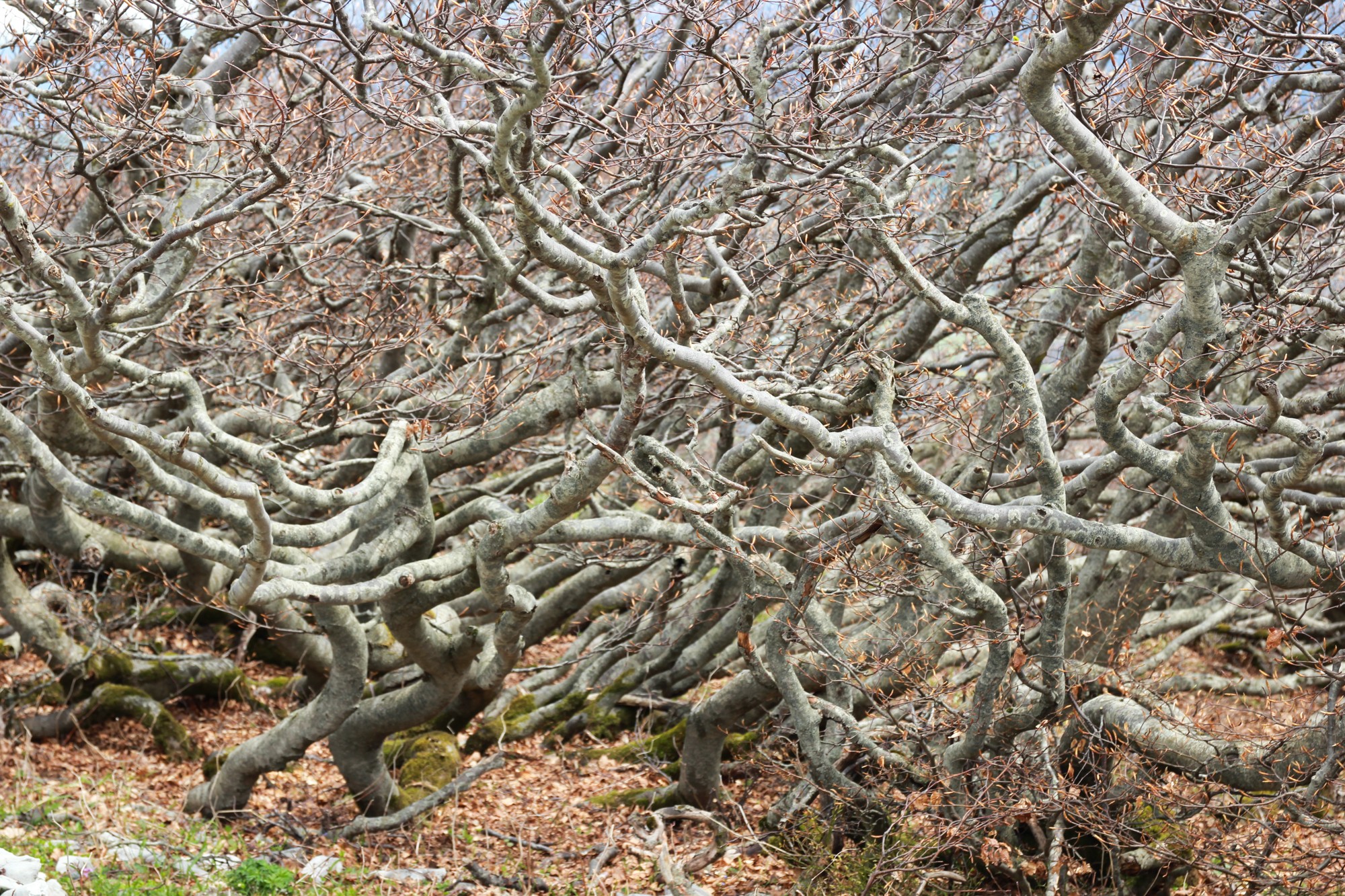 puy de la gagère 1