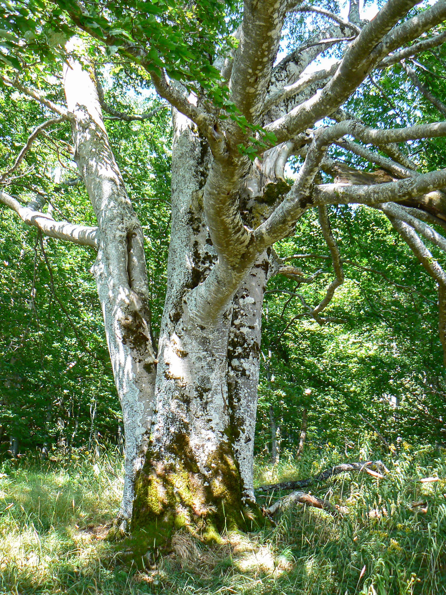 saut de la truite