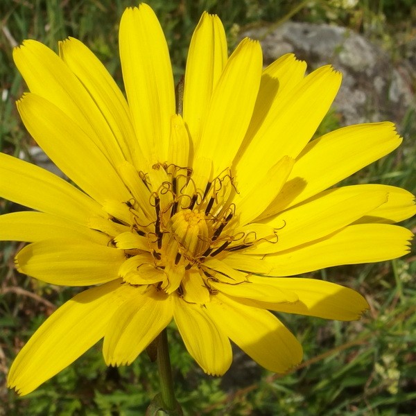 Gh tragopogon pratensis 