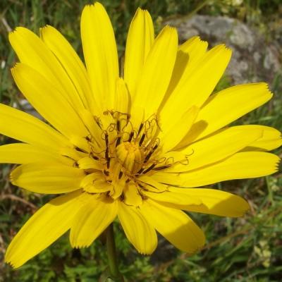 Gh tragopogon pratensis 