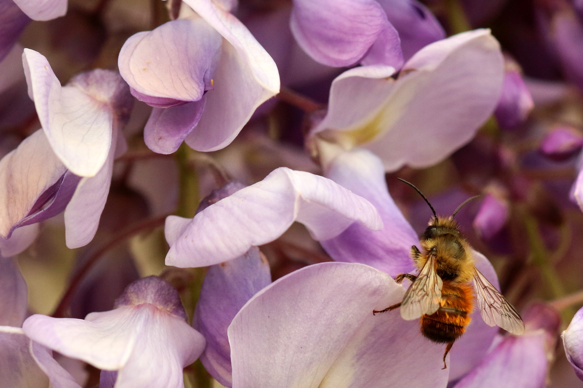 Glycine