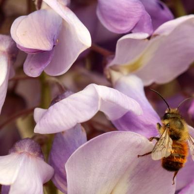 Glycine