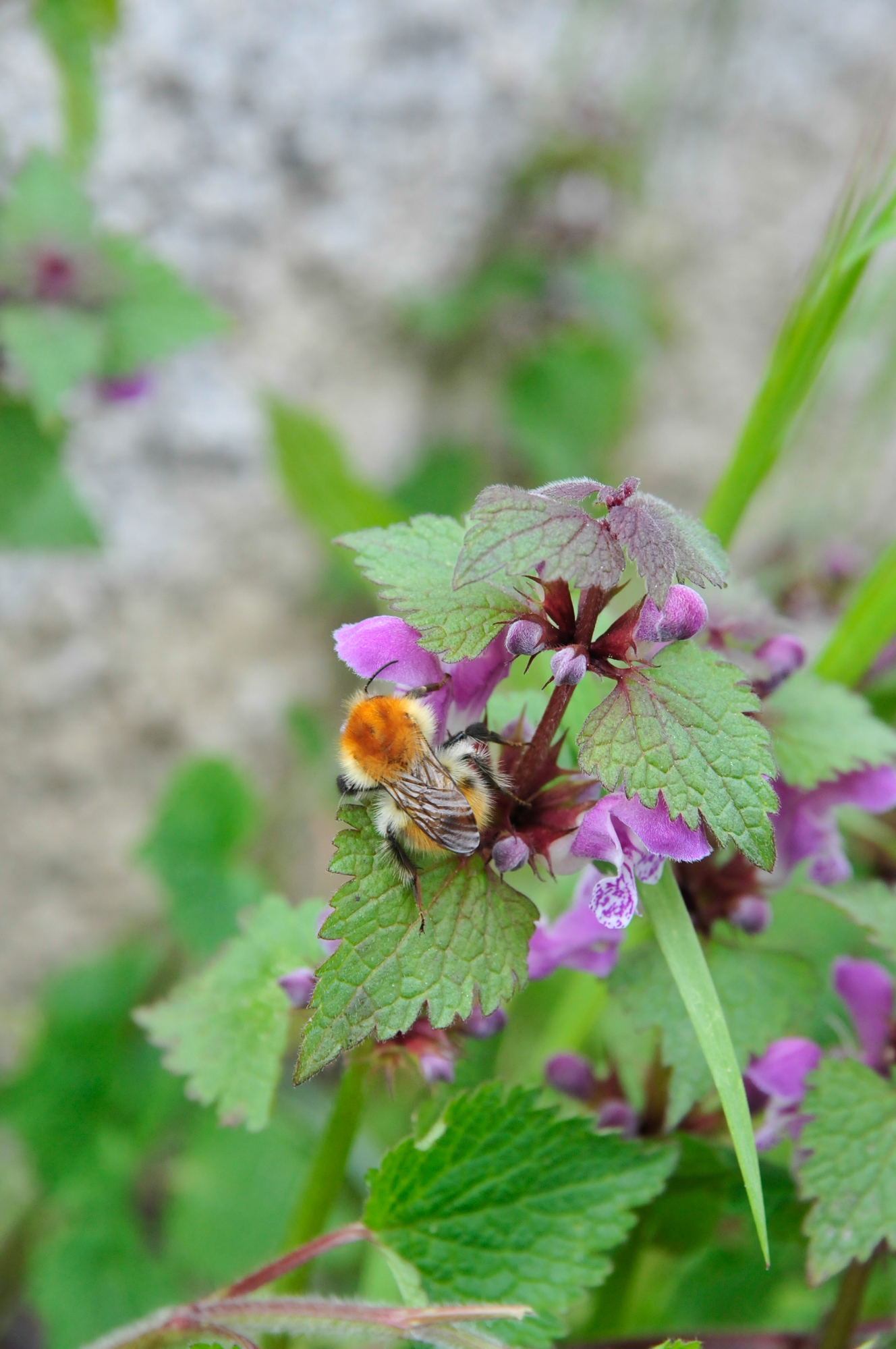 abeille domestique – Apis Mellifera