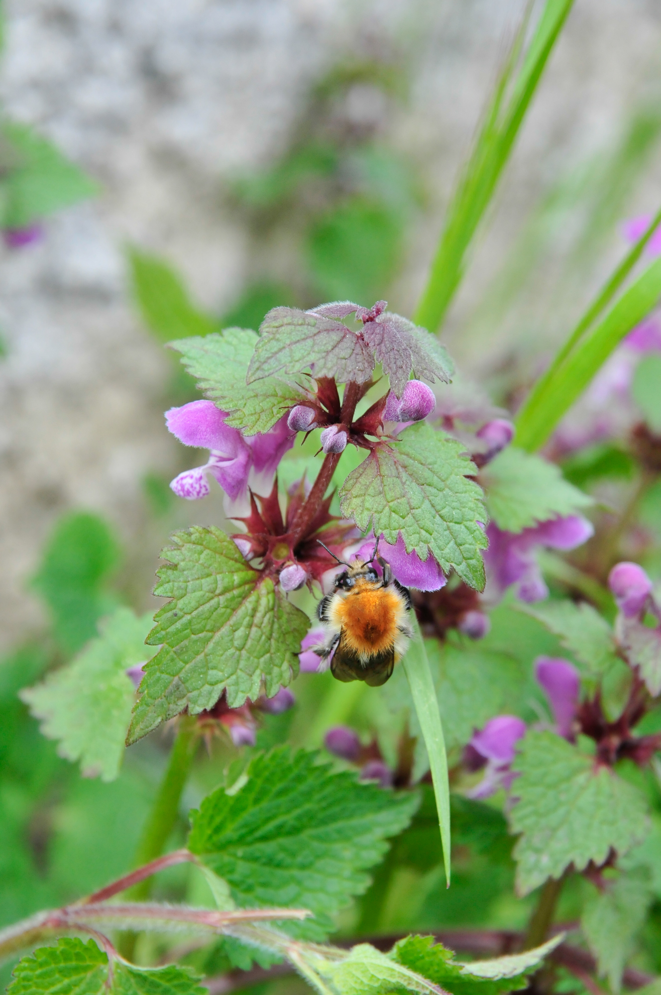 abeille domestique_